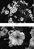 Petunia%20hybrida%20%27Kakegawa%20S84%27