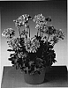 Pelargonium%20x%20hortorum%20%27Gradosal%27