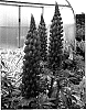 Lupinus%20hybridus%20%27Red%20Rum%27