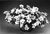 Petunia%20hybrida%20%27Petpasyel%27
