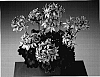 Pelargonium%20x%20hortorum%20%27Gramon%27