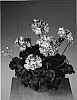 Pelargonium%20%20x%20hortorum%20%27Fisropink%27
