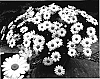 Argyranthemum%20frutescens%20%27Arg%20Whit%27