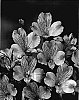 Alstroemeria%20hybrida%20%27Zalsatel%27