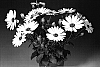Osteospermum%20ecklonis%20%27Osnewi%27