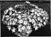 Campanula%20isophylla%20Moretti%20%27Camp%20Bulewhit%27