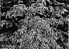 Acer%20palmatum%20%27Gwen%27s%20Rose%20Delight%27