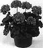 Pelargonium%20x%20hortorum%20%27Maestro%20Lavender%20Blue%27