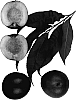 Prunus%20persica%20var.%20nucipersica%20%27Royal%20Ruby%27