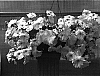 Petunia%20x%20hybrida%20%27PET0614%27
