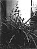 Dianella%20tasmanica%20%27TR20%27