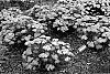 Achillea%20Millefolium%20%27Apricot%20Delight%27