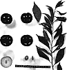 Prunus%20salicina%20%27Suplumthirtyeight%27
