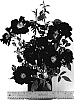 Rosa%20hybrida%20%27WEKpurosot%27