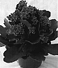 Kalanchoe%20blossfeldiana%20%27Aniak%27