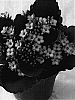 Kalanchoe%20blossfeldiana%20%27Figraciosa%27