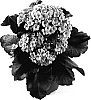 Kalanchoe%20blossfeldiana%20%27Taos%27