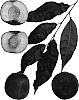 Prunus%20persica%20%27Snow%20Angel%27