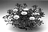 Asteriscus%20maritimus%20%27Asmago%27