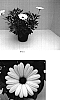 Osteospermum%20ecklonis%20%27Balserimwhi%27