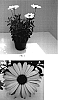 Osteospermum%20ecklonis%20%27Balserimlav%27