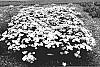 Achillea%20millefolium%20%27Wonderful%20Wampee%27