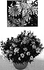 Aster%20hybrida%20%27Yoshout%27