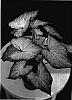 Caladium%20x%20hortulanum%20%27Mt.%20Everest%27