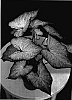 Caladium%20x%20hortulanum%20%27Mt.%20Everest%27