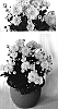 Chrysanthemum%20x%20morifolium%20%27Sparkling%20Yocheryl%27