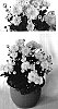 Chrysanthemum%20x%20morifolium%20%27Sparkling%20Yocheryl%27