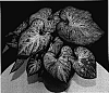 Caladium%20x%20hortulanum%20%27Candyland%27