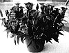 Gentiana%20cruciata%20x%20scabra%20%27Alpine%20Success%20Blue%2005%27
