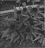 Echinacea%20purpurea%20x%20Echinacea%20paradoxa%20%27Emily%20Saul%27
