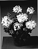 Pelargonium%20x%20hortorum%20%27Grawit%27