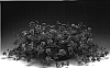 Verbena%20x%20hybrida%20%27Iplilena%27