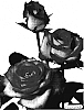 Rosa%20hybrida%20%27Meilabasun%27