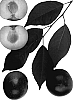 Interspecific%20Prunus%20species%20%27Flavor%20Crisp%27