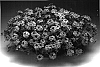 Verbena%20x%20hybrida%20%27Ipinena%27
