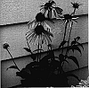 Echinacea%20paradoxa%20x%20Echinacea%20paradoxa%20%27Katie%20Saul%27