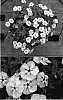 Phlox%20drummondii%20%27Sunphlocobu%27