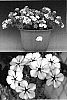 Phlox%20drummondii%20%27Sunphlobuho%27
