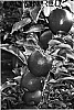 Malus%20Pumila%20Mil%20%27Lady%20in%20Red%27