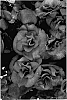 Begonia%20elatior%20hybrid%20%5BBegonia%20x%20heimalis%5D%20%27Solenia%20Super%20Soft%20Pink%27