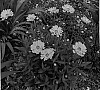 Coreopsis%20auriculata%20x%20Coreopsis%20lanceolata%20%27Jethro%20Tull%27
