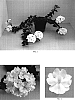 Verbena%20x%20hybrida%20%27Balazwhitim%27
