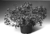 Diascia%20barberae%20%27Divorang%27