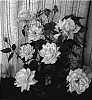 Rosa%20hybrida%20%27SAVibunda%27