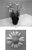 Argyranthemum%20x%20hybrida%20%27Bonmadfropi%27