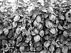 Rubus%20idaeus%20%27PS-1852%27